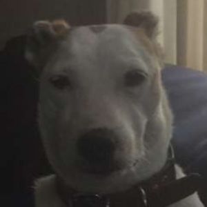 Meet your Posher, Alexa